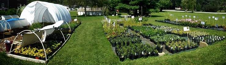 glen-ellyn-nursery-display